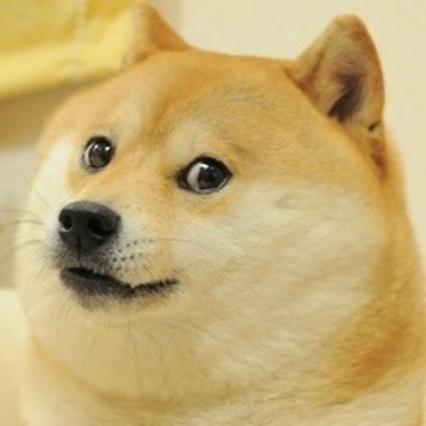 0050 / Doge 第 1 张参考图