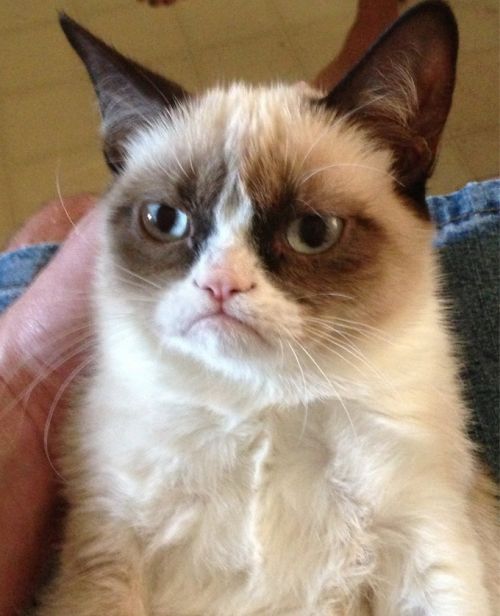0051 / Grumpy Cat 第 1 张参考图