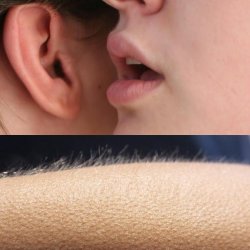 0118 / Whisper and Goosebumps 第 1 张参考图