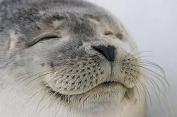 0196 / Satisfied Seal 第 1 张参考图