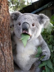 0199 / Surprised Koala 第 1 张参考图