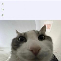 0204 / Cat looks inside 第 1 张参考图