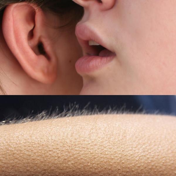 0239 / Whisper and Goosebumps 第 1 张参考图