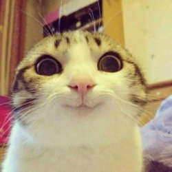 0278 / Smiling Cat 第 1 张参考图