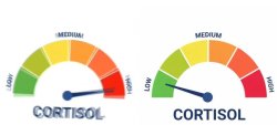 0299 / high vs low cortisol 第 1 张参考图