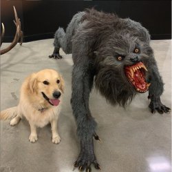 0313 / dog vs werewolf 第 1 张参考图