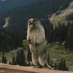 0322 / Yelling Beaver 第 1 张参考图
