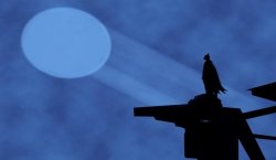 0329 / batman signal 第 1 张参考图