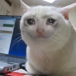 0345 / Crying cat 第 1 张参考图