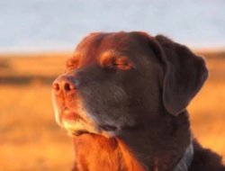 0385 / Dog accepting fate 第 1 张参考图