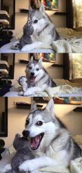 0394 / Bad Pun Dog 第 1 张参考图