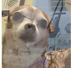 0458 / PTSD Chihuahua 第 1 张参考图