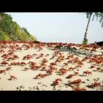 0486 / Crab Rave 第 1 张参考图