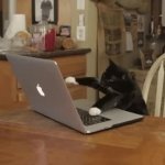0493 / Typing kitty 第 1 张参考图