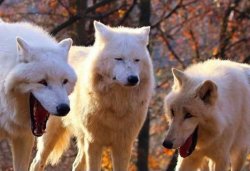 0507 / Laughing wolf 第 1 张参考图