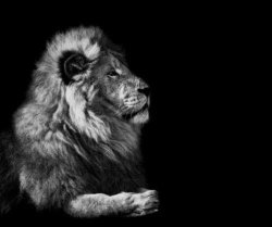 0512 / the lion.. 第 1 张参考图