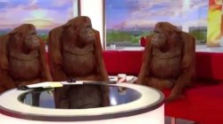 0545 / orangutan interview 第 1 张参考图