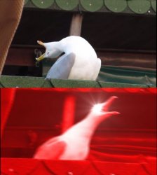 0577 / screaming seagull 第 1 张参考图