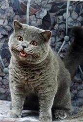 0579 / I can has cheezburger cat 第 1 张参考图