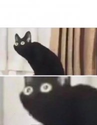 0599 / Oh No Black Cat 第 1 张参考图