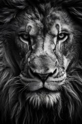 0660 / A lion doesn’t concern himseld 第 1 张参考图