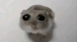 0685 / Sad Hamster 第 1 张参考图
