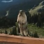 0747 / screaming gopher 第 1 张参考图