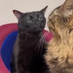 0767 / black cat zoning out 第 1 张参考图