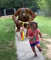 0779 / Orangutan chasing girl on a tricycle 第 1 张参考图