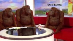 0786 / where banana 第 1 张参考图