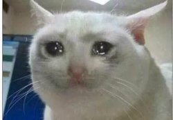 0895 / crying cat 第 1 张参考图