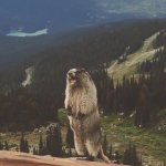 0925 / Screaming Marmot 第 1 张参考图