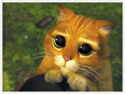 0988 / Shrek Cat 第 1 张参考图