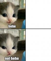 0995 / Cute cat hehe and not hehe 第 1 张参考图